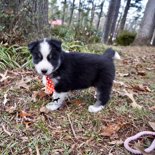 AKC Biscuit 12